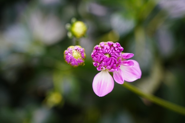 写真 ピンクの花のクローズアップ