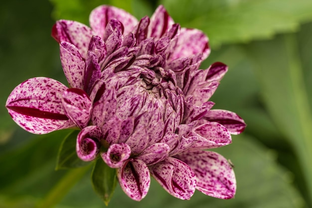 写真 ピンクの花のクローズアップ