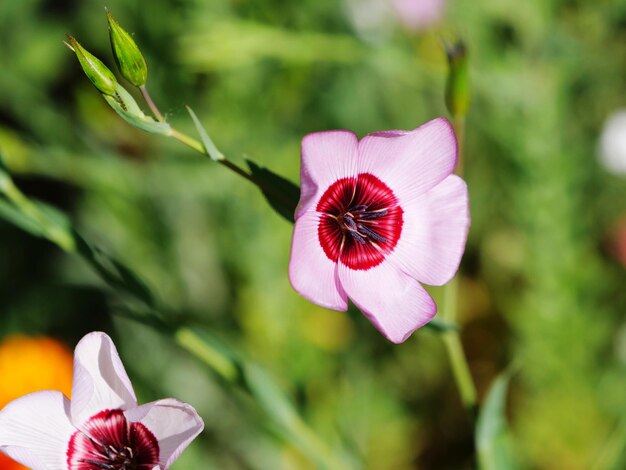 写真 ピンクの花のクローズアップ