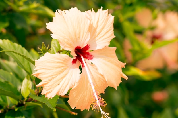 写真 ピンクの花のクローズアップ