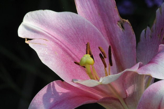 写真 ピンクの花のクローズアップ