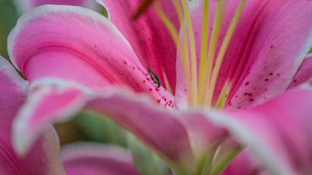 写真 ピンクの花のクローズアップ