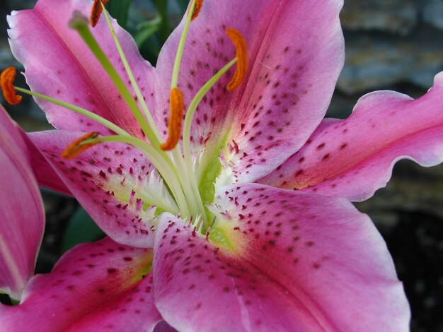 写真 ピンクの花のクローズアップ