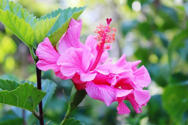 写真 ピンクの花のクローズアップ