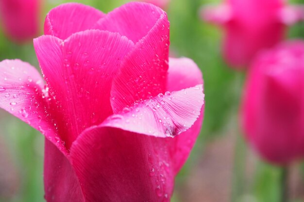 写真 ピンクの花のクローズアップ