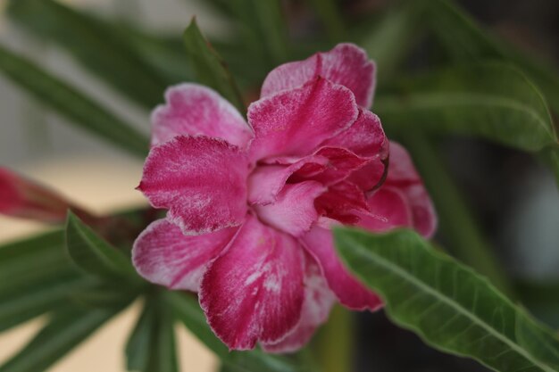 写真 ピンクの花のクローズアップ