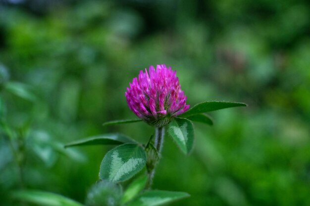 写真 ピンクの花のクローズアップ