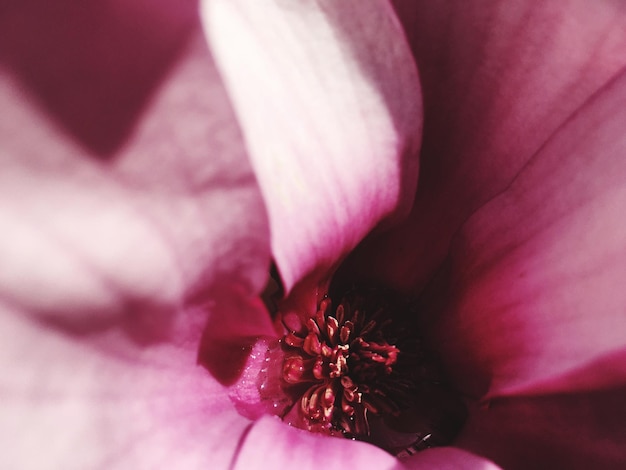 사진 분홍색 꽃 의 클로즈업