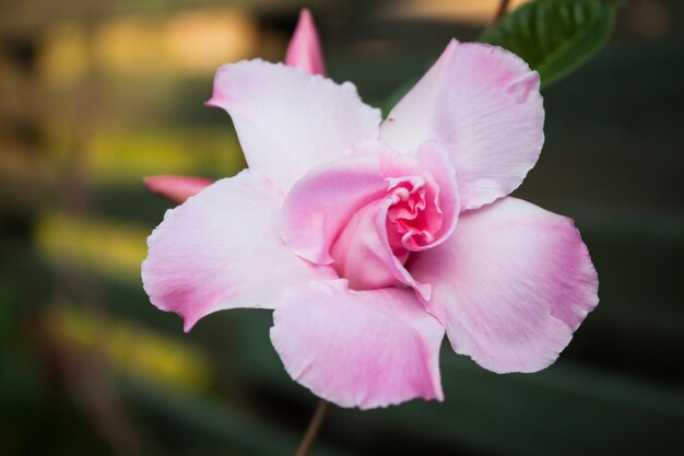 写真 ピンクの花のクローズアップ