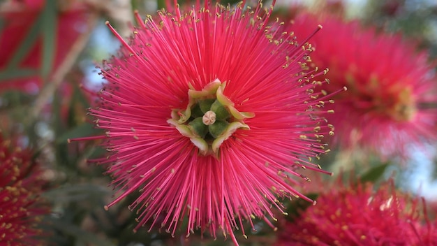 写真 ピンクの花のクローズアップ