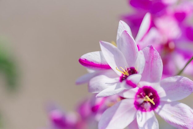 写真 ピンクの花のクローズアップ