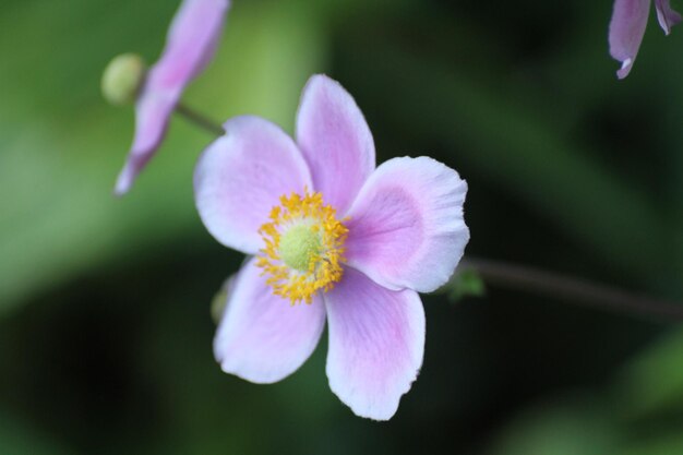 写真 ピンクの花のクローズアップ