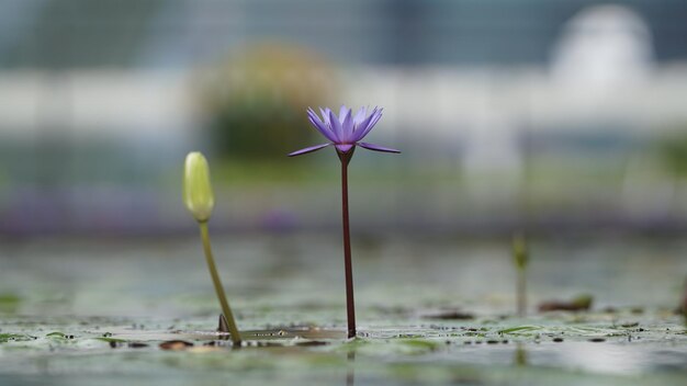 写真 ピンクの花のクローズアップ