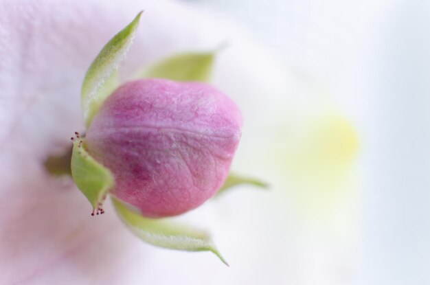 写真 ピンクの花のクローズアップ