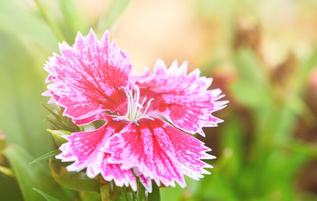 写真 ピンクの花のクローズアップ