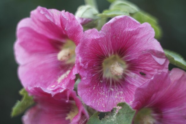 写真 ピンクの花のクローズアップ