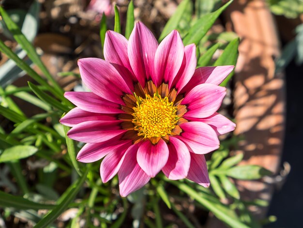 写真 ピンクの花のクローズアップ