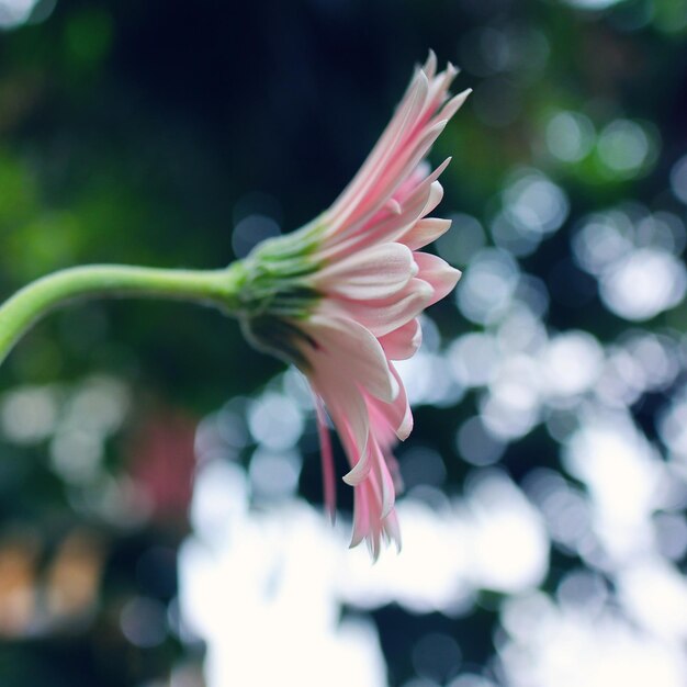 写真 ピンクの花のクローズアップ