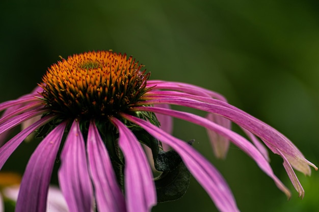 写真 ピンクの花のクローズアップ