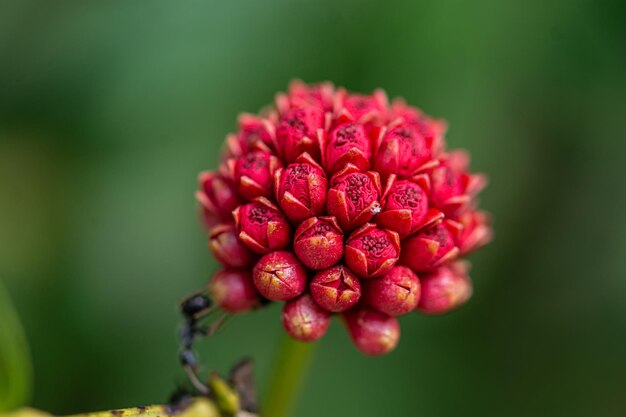 写真 ピンクの花のクローズアップ