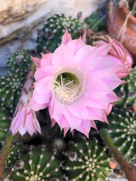 写真 ピンクの花のクローズアップ