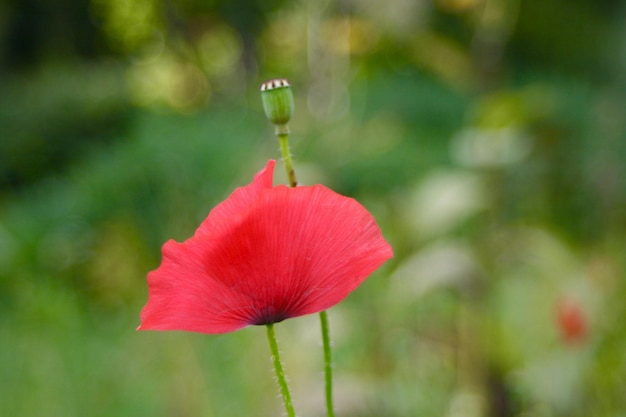 写真 ピンクの花のクローズアップ