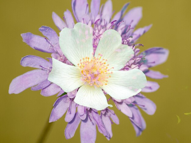 写真 ピンクの花のクローズアップ