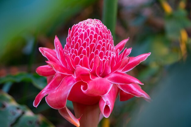 写真 ピンクの花のクローズアップ