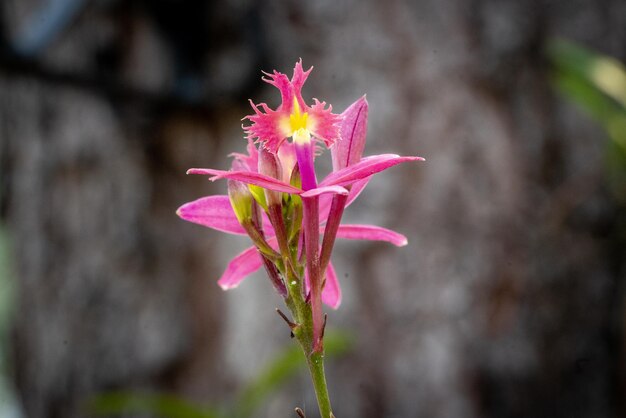 写真 ピンクの花のクローズアップ