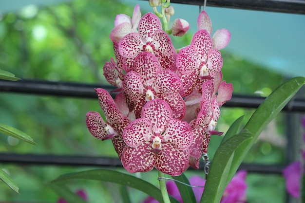 写真 ピンクの花のクローズアップ