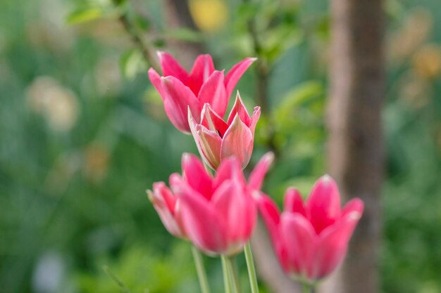 写真 ピンクの花のクローズアップ