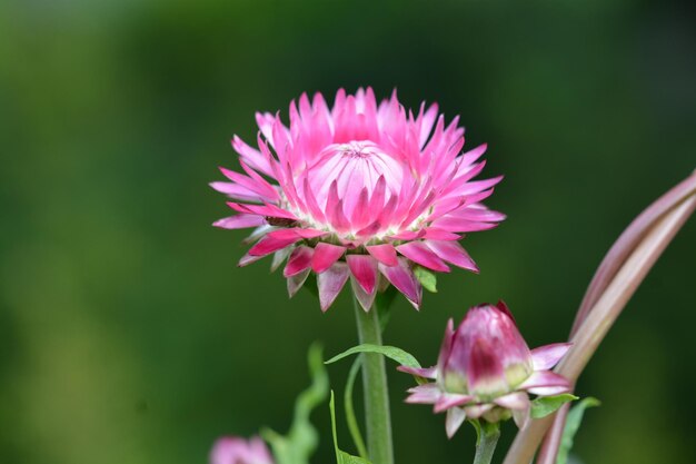 写真 ピンクの花のクローズアップ