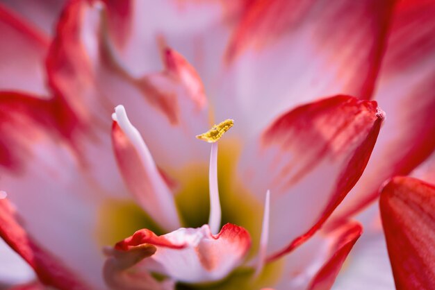 写真 ピンクの花のクローズアップ