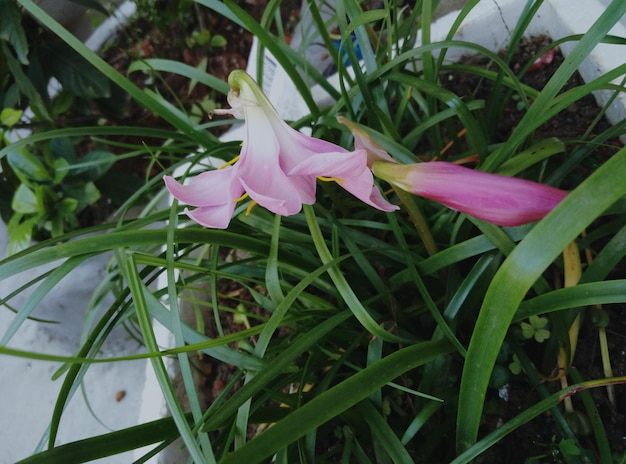 写真 ピンクの花のクローズアップ