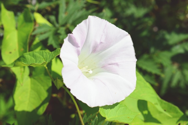 写真 ピンクの花のクローズアップ