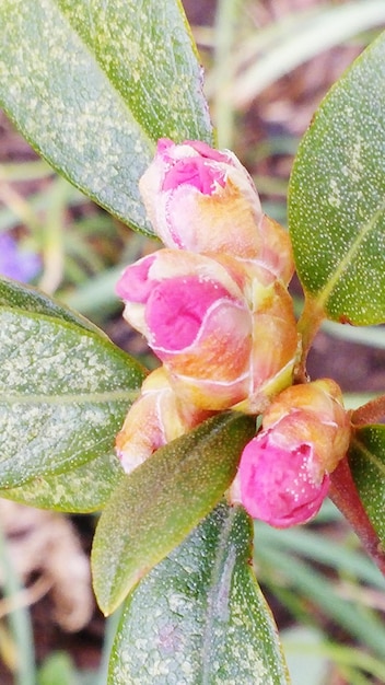 写真 ピンクの花のクローズアップ