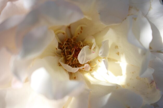 写真 ピンクの花のクローズアップ