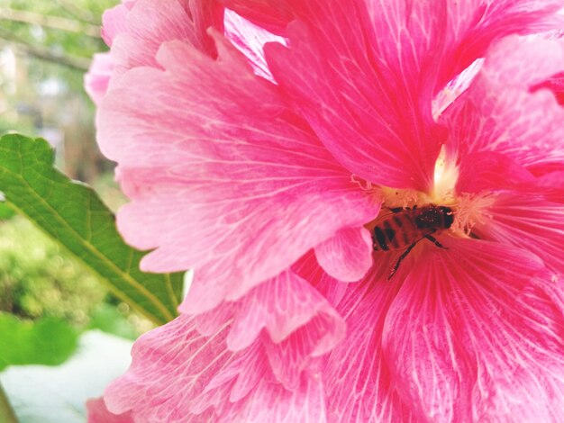 写真 ピンクの花のクローズアップ