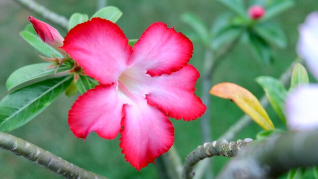 写真 ピンクの花のクローズアップ