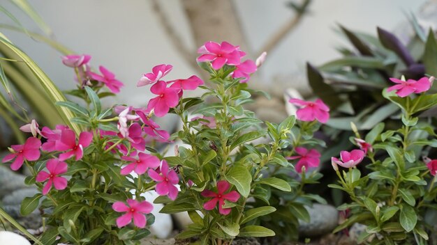 写真 ピンクの花のクローズ アップ