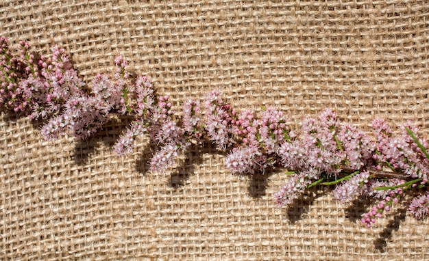 写真 壁にピンクの花がく植物のクローズアップ