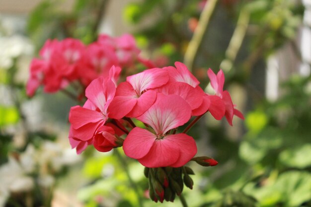 写真 公園のピンクの花の植物のクローズアップ