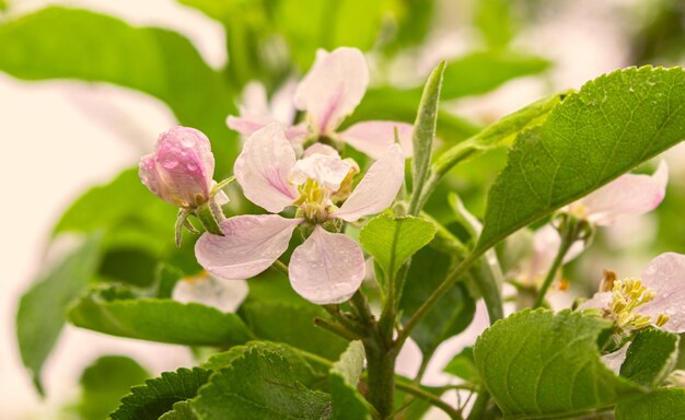 写真 ピンクの花を ⁇ かせる植物の葉のクローズアップ