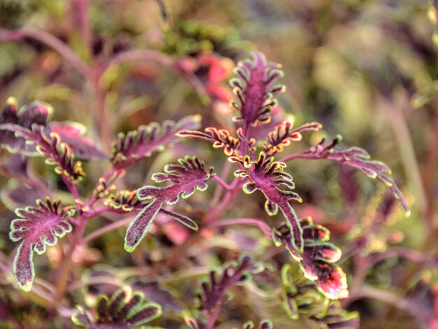 写真 ピンクの花の植物の葉のクローズアップ