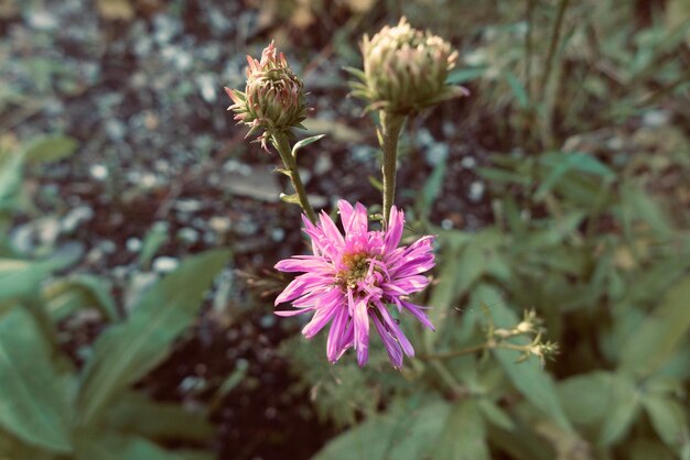 写真 フィールドのピンクの花の植物のクローズアップ