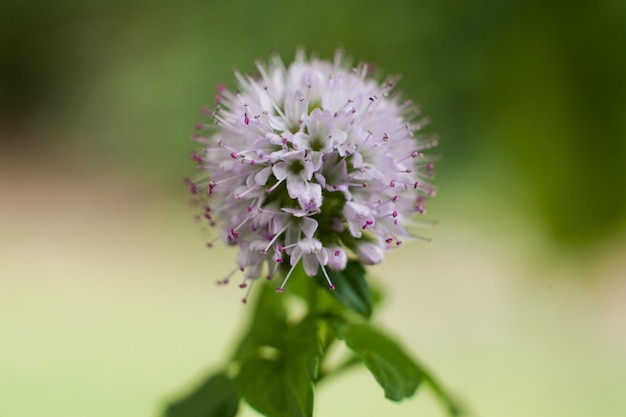 写真 ピンクの花の植物のクローズアップ