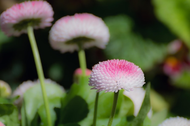 사진 분홍색 꽃이 피는 식물 의 클로즈업