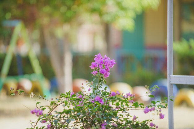 写真 ピンクの花の植物のクローズアップ