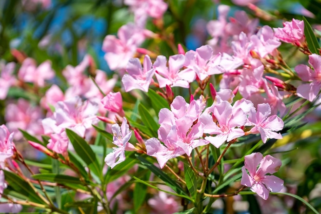 写真 ピンクの花の植物のクローズアップ