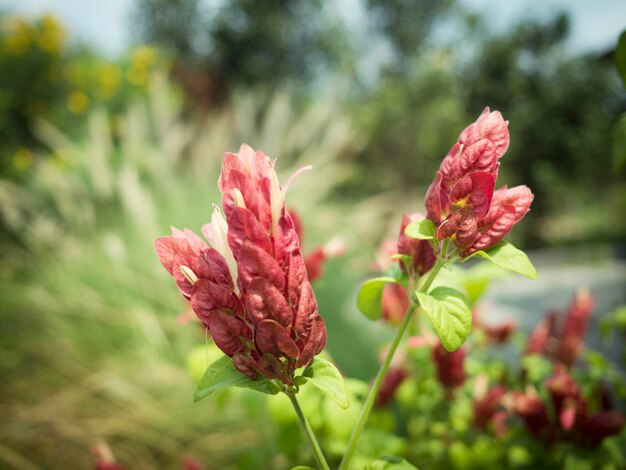 写真 ピンクの花の植物のクローズアップ